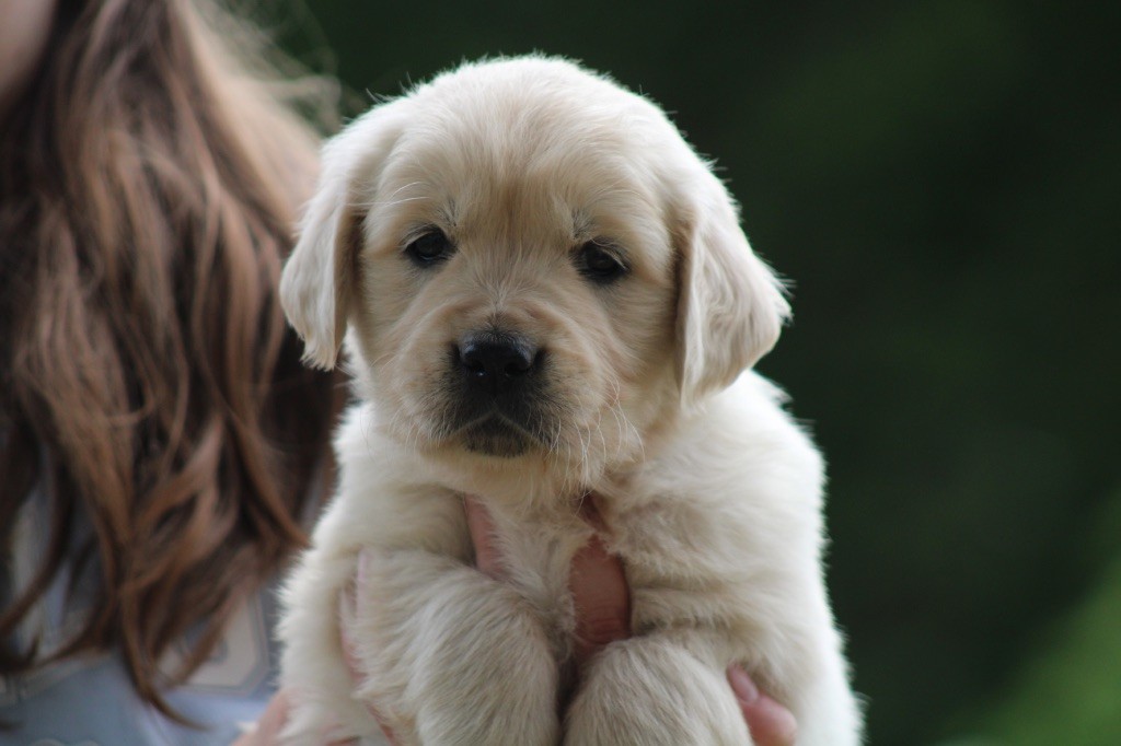 Des Cents Dorés - Chiots disponibles - Golden Retriever