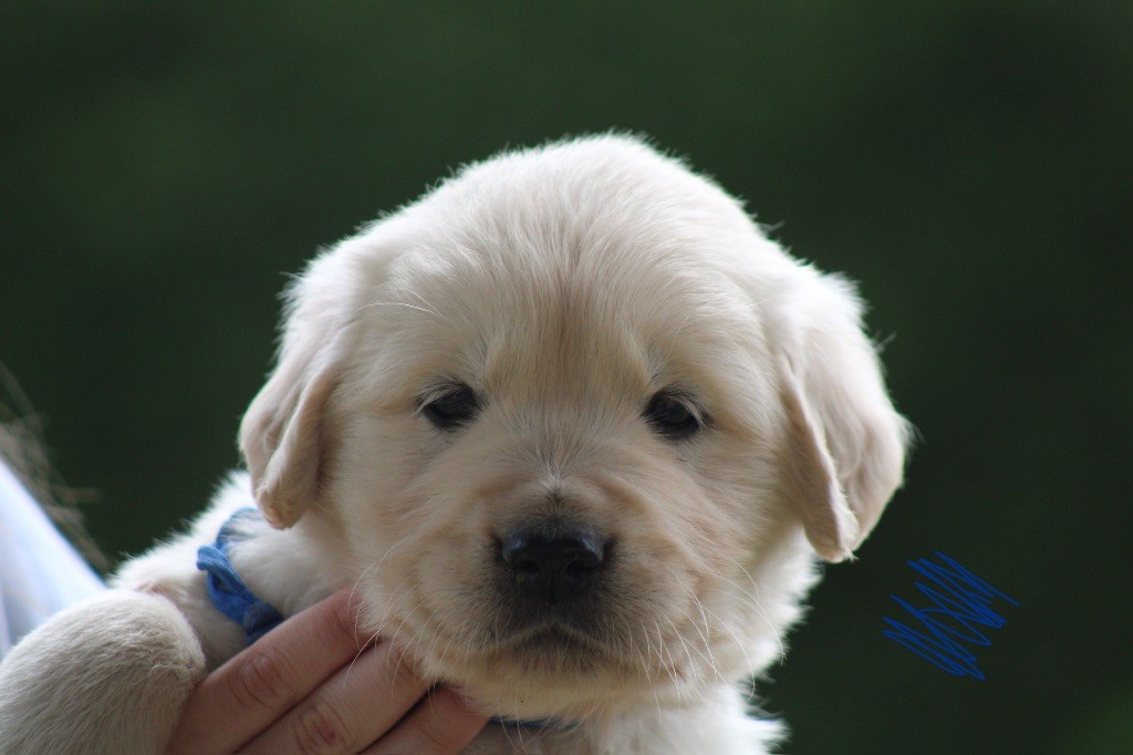 Des Cents Dorés - Chiots disponibles - Golden Retriever