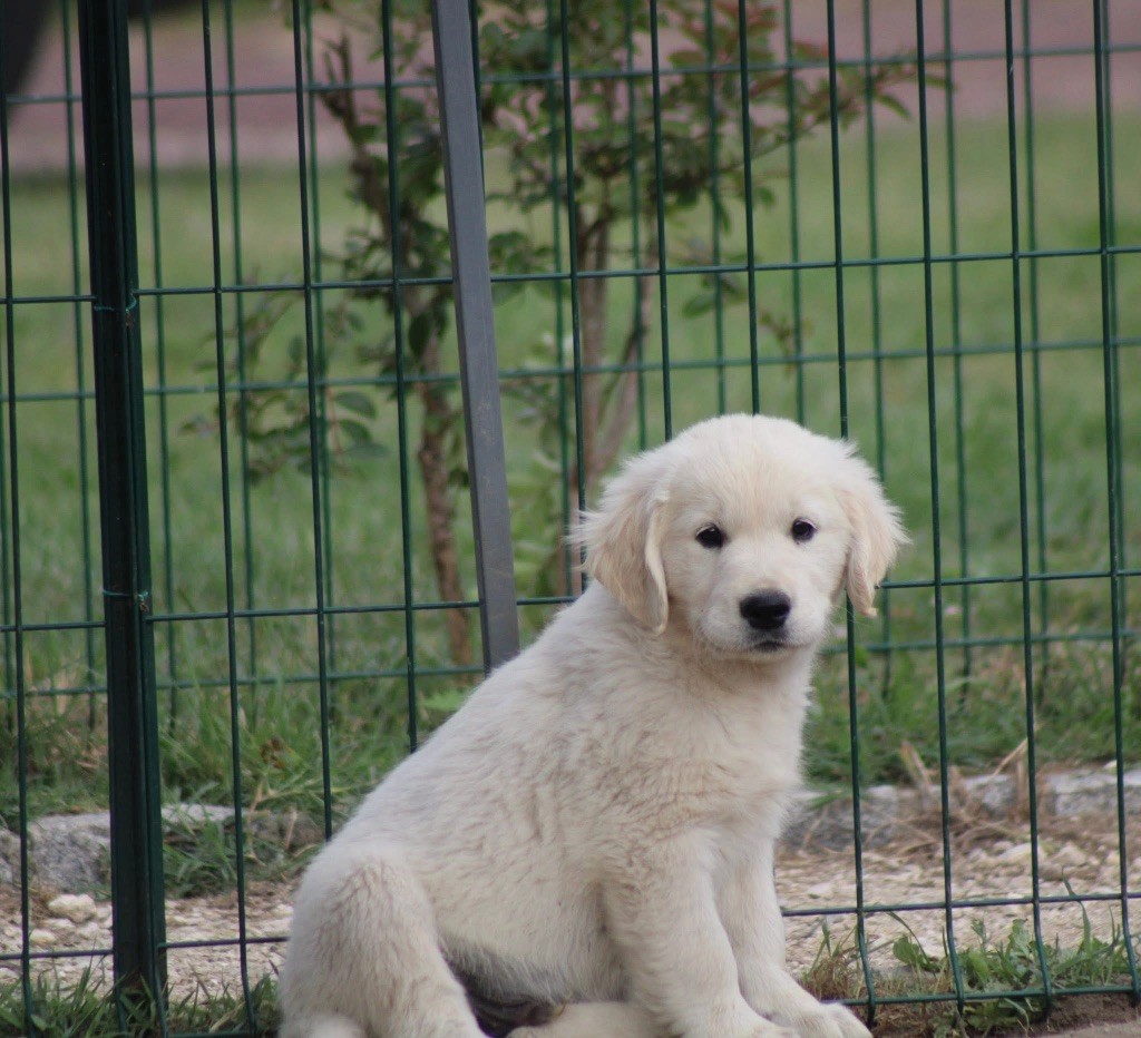 Des Cents Dorés - Golden Retriever - Portée née le 03/04/2025