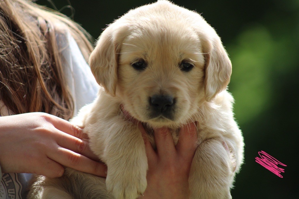 Des Cents Dorés - Chiots disponibles - Golden Retriever