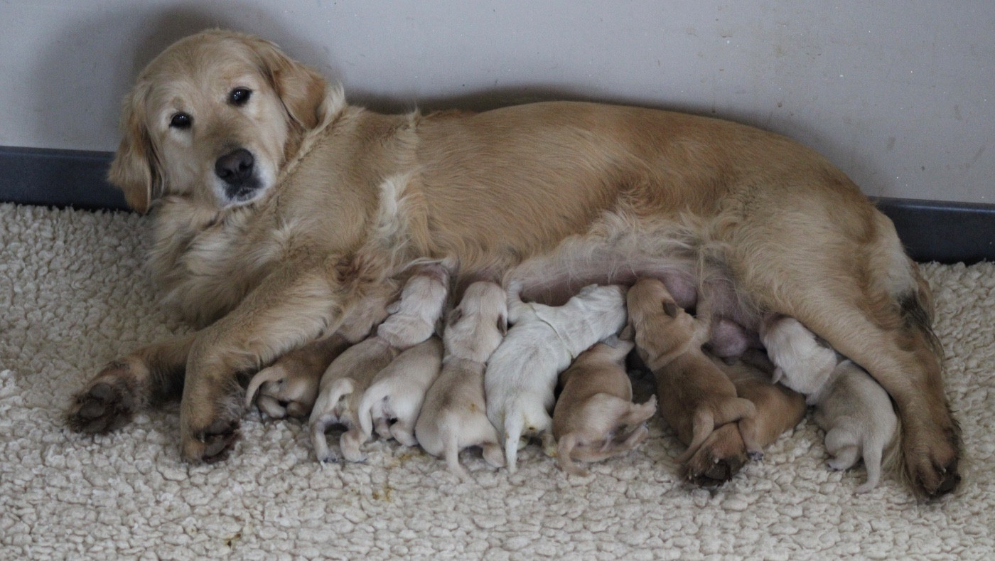 Des Cents Dorés - Golden Retriever - Portée née le 29/01/2026