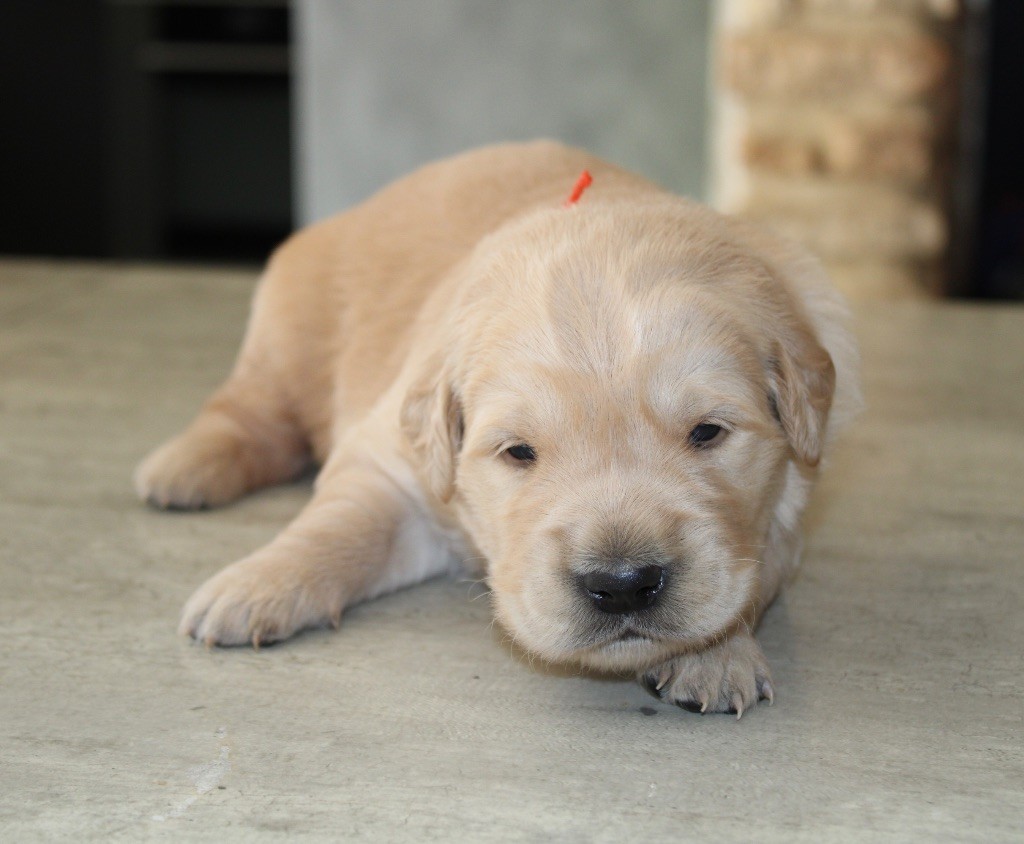 Des Cents Dorés - Chiots disponibles - Golden Retriever