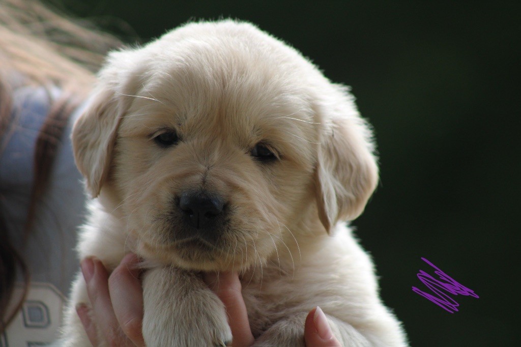 Des Cents Dorés - Chiots disponibles - Golden Retriever