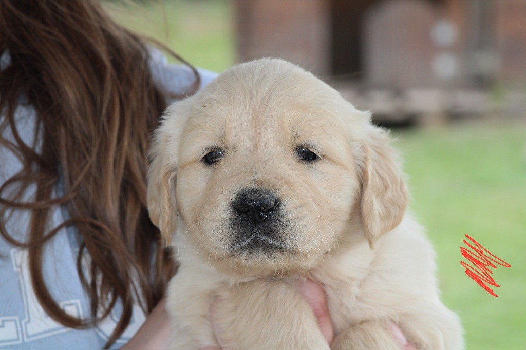 Des Cents Dorés - Chiots disponibles - Golden Retriever