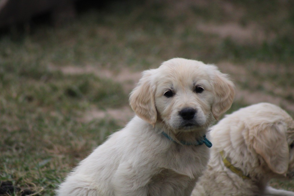 Des Cents Dorés - Chiots disponibles - Golden Retriever