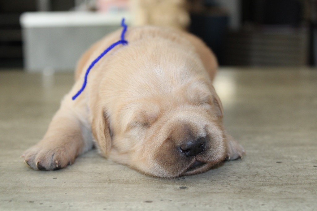 Des Cents Dorés - Chiots disponibles - Golden Retriever