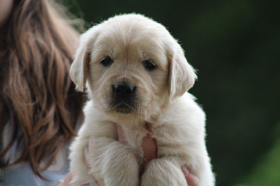 CHIOT