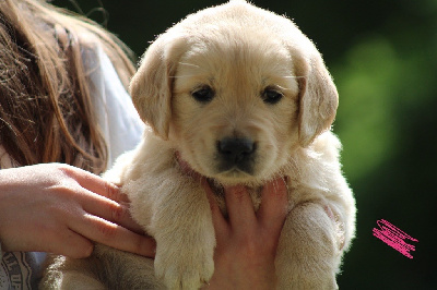 CHIOT