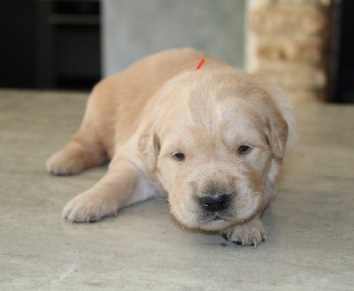 CHIOT 4