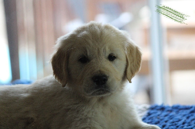 CHIOT