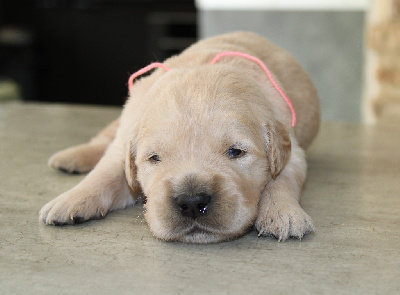 CHIOT 6