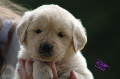 CHIOT
