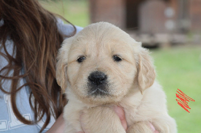 CHIOT