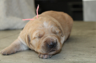CHIOT 2