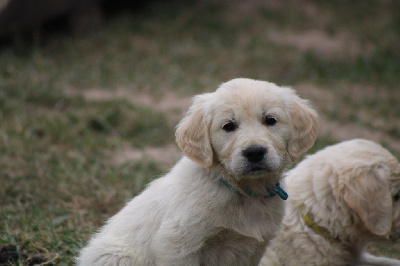 CHIOT