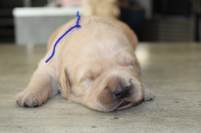 CHIOT 1