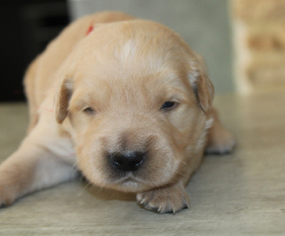CHIOT 8