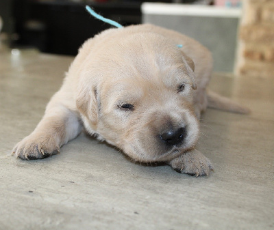 CHIOT 2