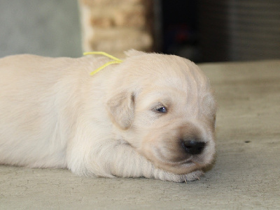 CHIOT 7