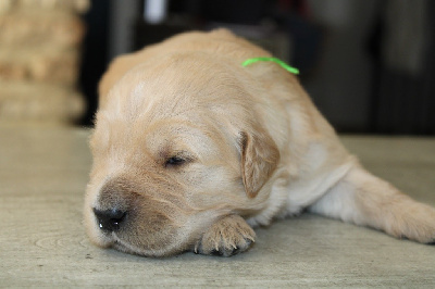 CHIOT 5