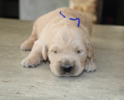 CHIOT 1