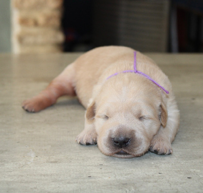 CHIOT 3