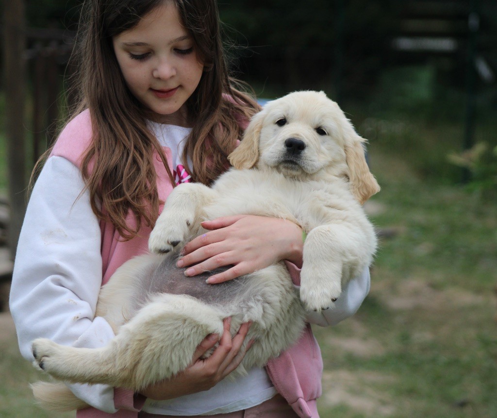 Des Cents Dorés - Chiots disponibles - Golden Retriever