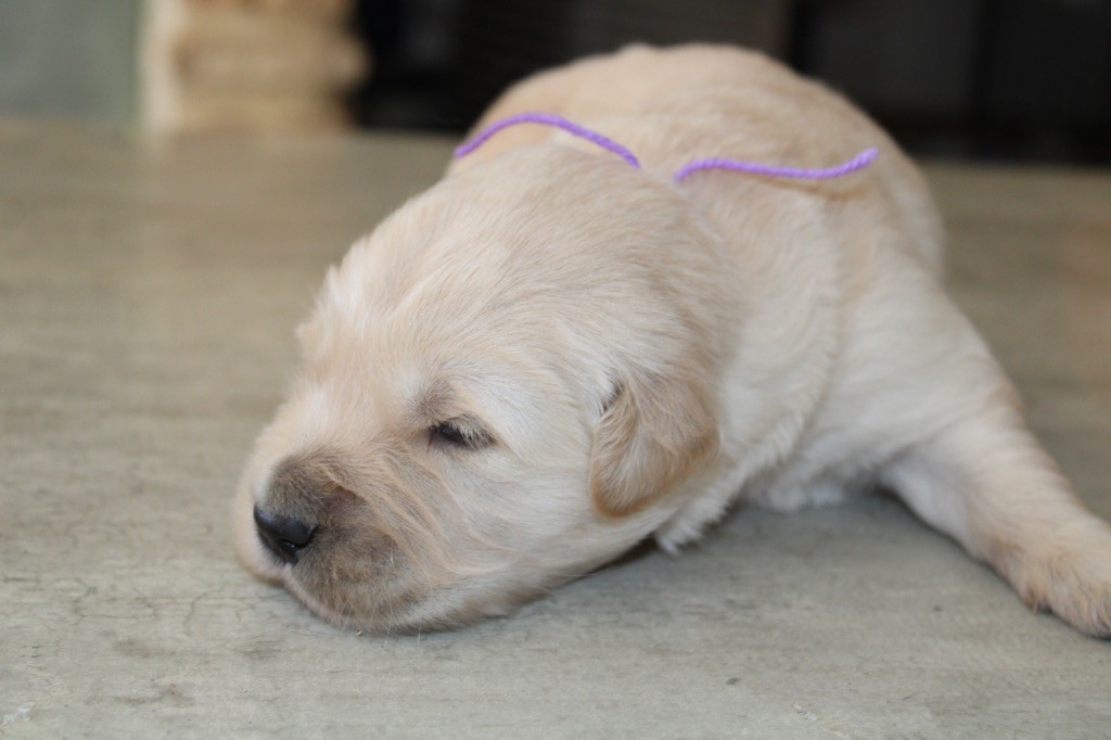 Des Cents Dorés - Chiots disponibles - Golden Retriever