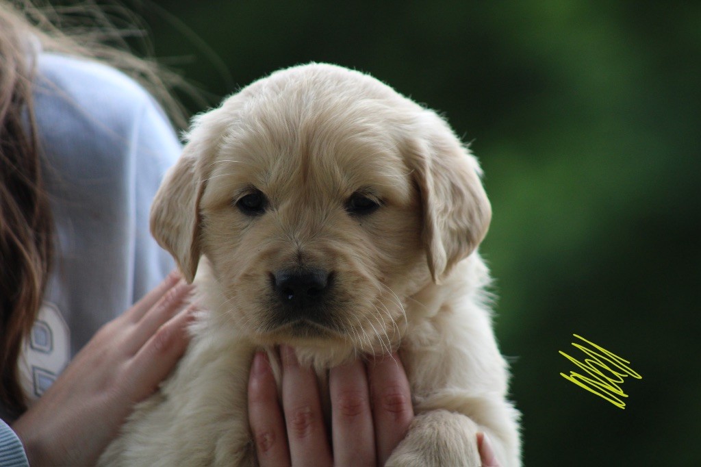 Des Cents Dorés - Chiots disponibles - Golden Retriever