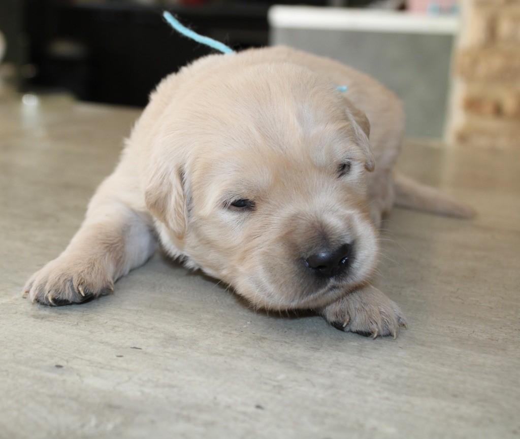Des Cents Dorés - Chiots disponibles - Golden Retriever