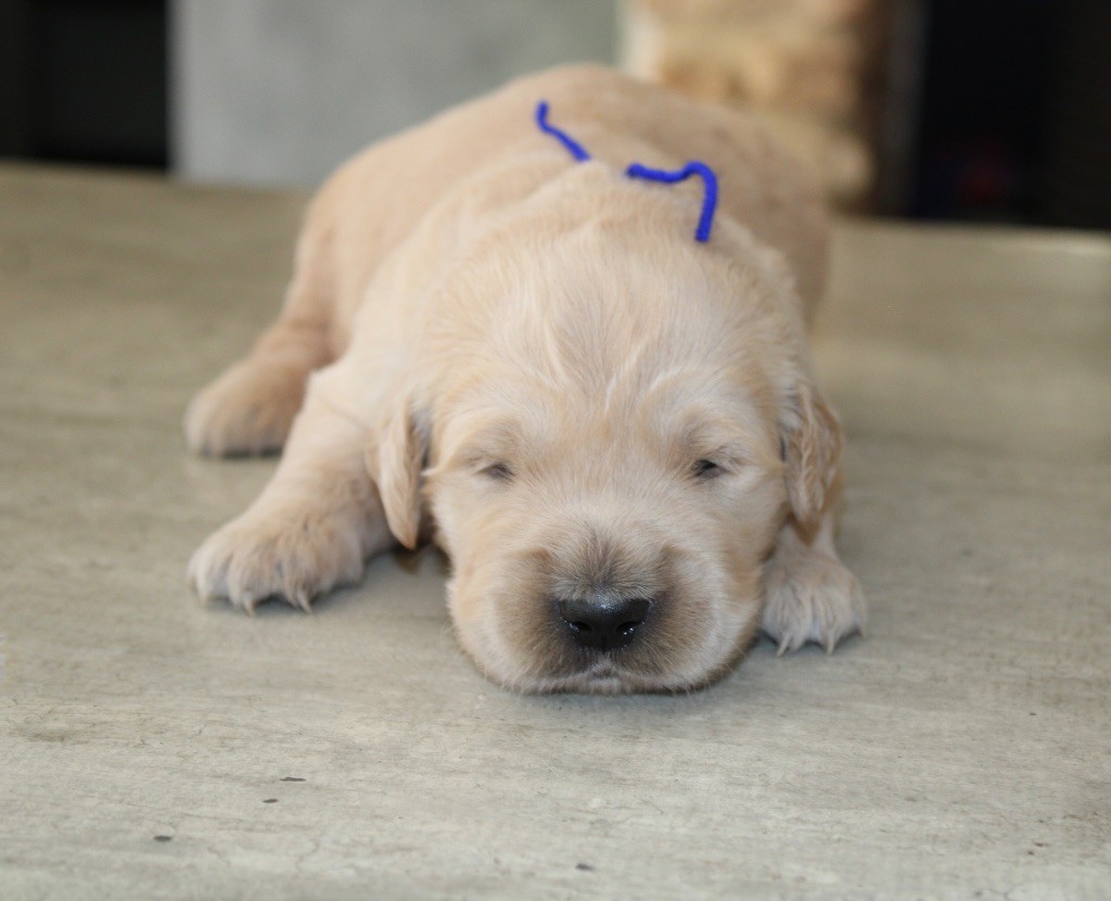 Des Cents Dorés - Chiots disponibles - Golden Retriever