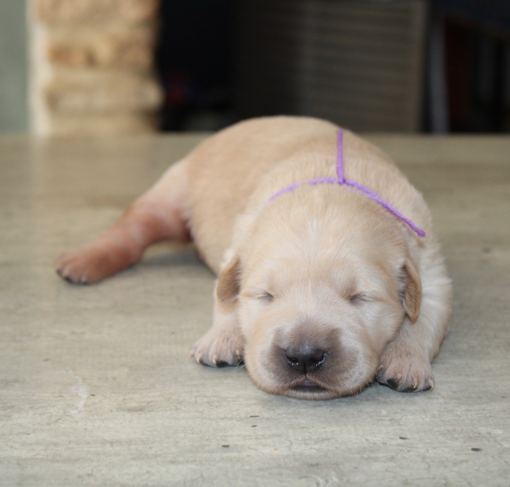 Des Cents Dorés - Chiots disponibles - Golden Retriever